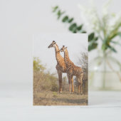 Mooie Giraffe Natuur Fotografie Briefkaart (Staand voorkant)