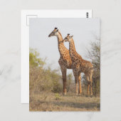 Mooie Giraffe Natuur Fotografie Briefkaart (Voorkant / Achterkant)