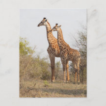 Mooie Giraffe Natuur Fotografie