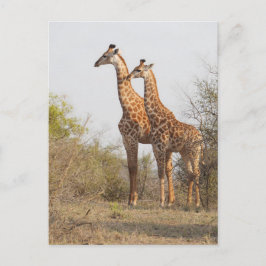 Mooie Giraffe Natuur Fotografie Briefkaart