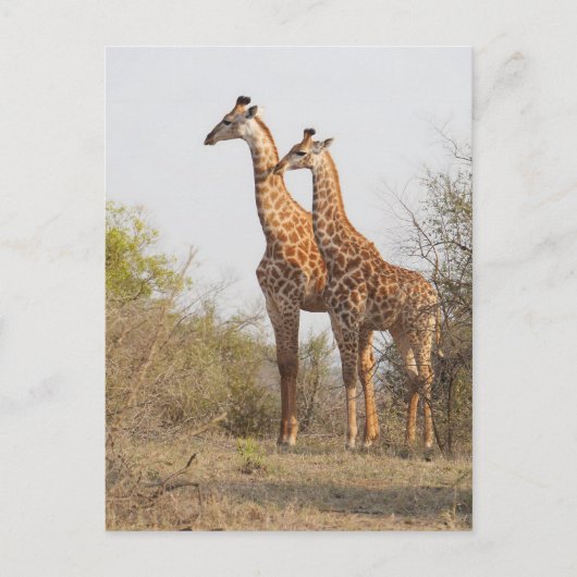 Mooie Giraffe Natuur Fotografie Briefkaart (Voorkant)
