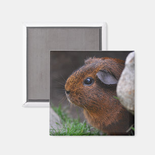 Mooie gladharige agouti cavia achter steen magneet