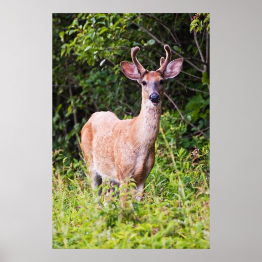 Mooie glimlach poster (Voorkant)