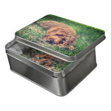 Mooie Golden Doodle Puzzel in Blikken Doos