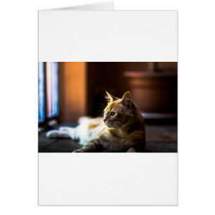 Mooie Golden Kitty Cat