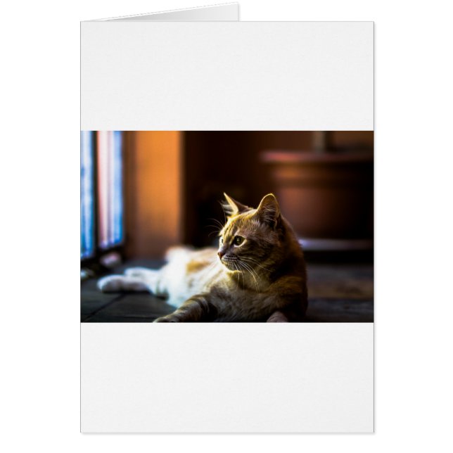 Mooie Golden Kitty Cat (Voorkant)