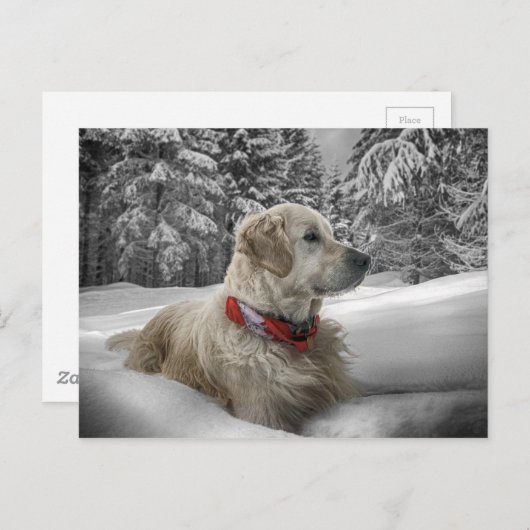 Mooie Golden Retriever in sneeuw Briefkaart (Voorkant / Achterkant)