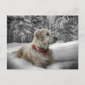 Mooie Golden Retriever in sneeuw Briefkaart (Voorkant)
