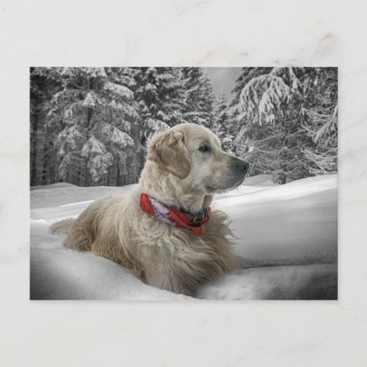 Mooie Golden Retriever in sneeuw Briefkaart (Voorkant)
