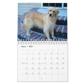 Mooie Golden Retrievers Kalender (Mar 2027)