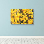 Mooie gouden Forsythia-heester Canvas Afdruk (Insitu (Houten vloer))