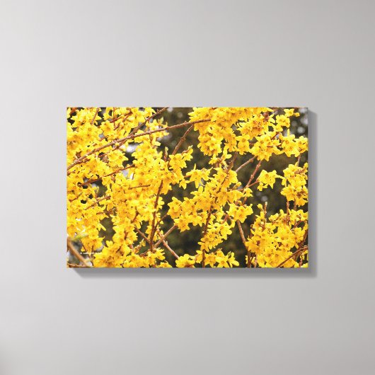 Mooie gouden Forsythia-heester Canvas Afdruk (Voorkant)