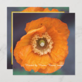 mooie gouden papaverbloem , alle partijen kaart (Voorkant / Achterkant)