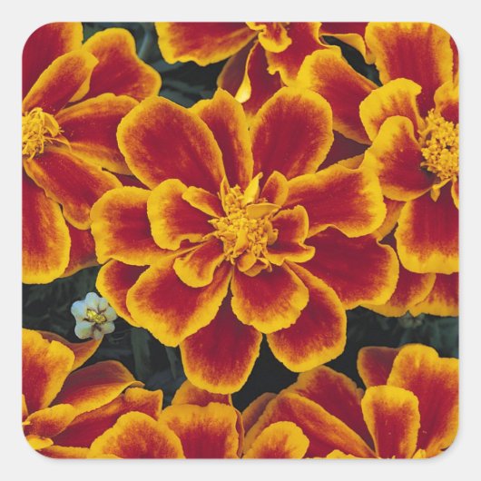 Mooie goudsbloemen Sticker set (Voorkant)