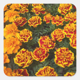 Mooie goudsbloemen Sticker set