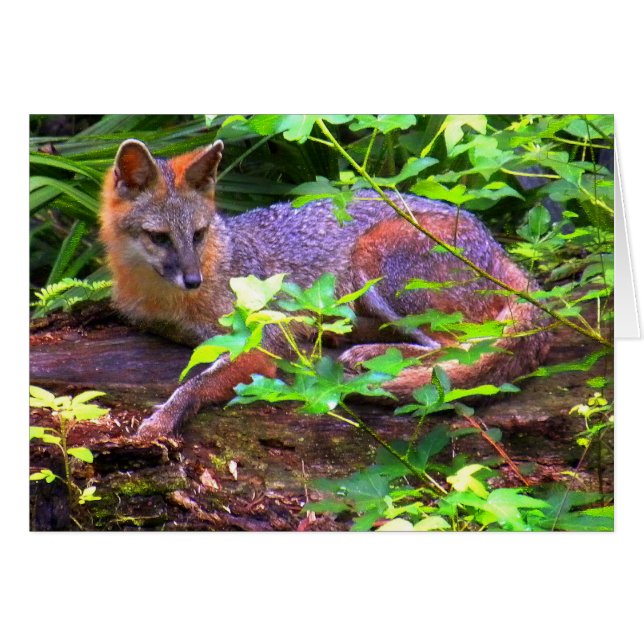 Mooie Gray Fox (Voorkant Horizontaal)