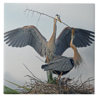 Mooie Great Blue Heron familie (foto) Tegeltje