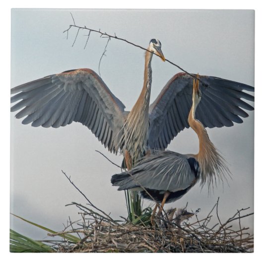 Mooie Great Blue Heron familie (foto) Tegeltje (Voorkant)
