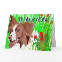 Mooie grens Collie zend liefde