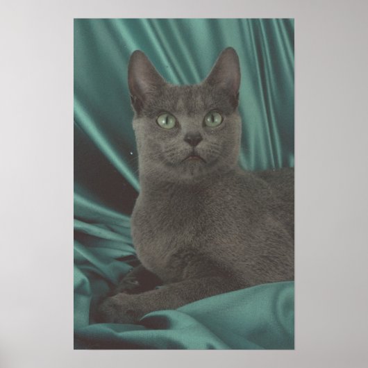 Mooie Grey Cat Afbeelding Poster (Voorkant)