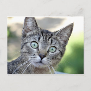 Mooie Grey Kitten met verbluffende ogen Briefkaart