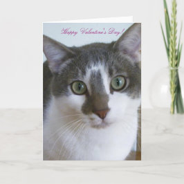 Mooie grijze en witte kat-Valentijnsdag Feestdagen Kaart