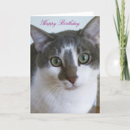 Mooie grijze en witte kat verjaardag kaart