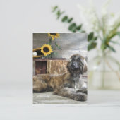 Mooie grijze hond van Afghaanse hond Briefkaart (Staand voorkant)