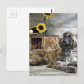 Mooie grijze hond van Afghaanse hond Briefkaart (Voorkant / Achterkant)