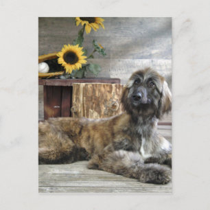 Mooie grijze hond van Afghaanse hond Briefkaart