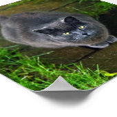 Mooie grijze kat poster (Hoek)