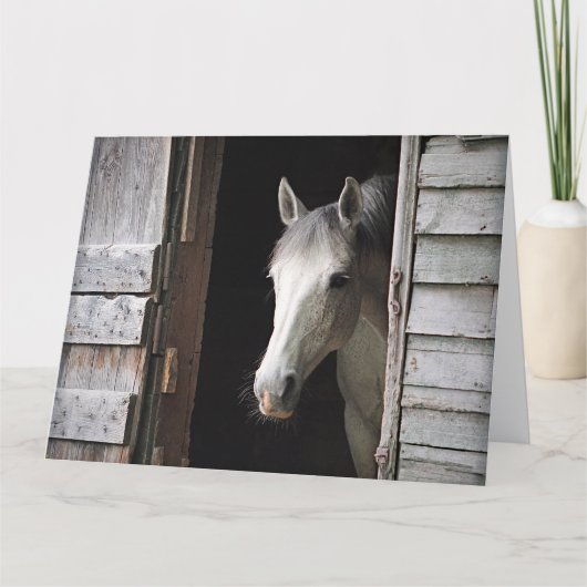 Mooie grijze merrie paard groot kaart (Voorkant)