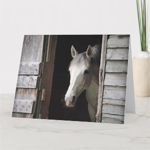 Mooie grijze merrie paard landelijke ranch kaart