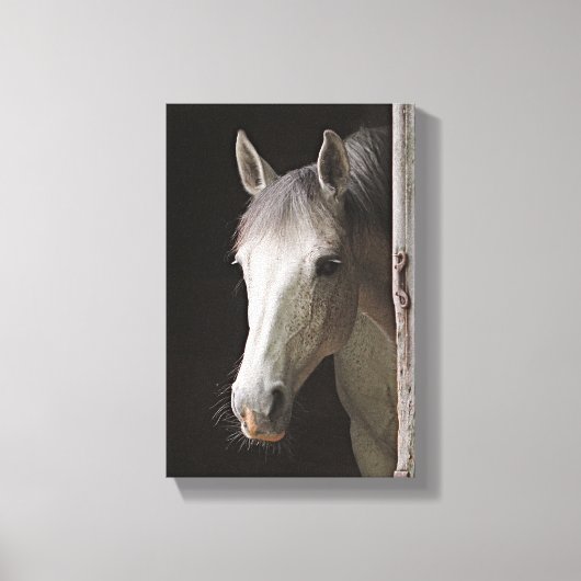 Mooie Grijze Merrie PAARDEN Canvas Afdruk (Voorkant)