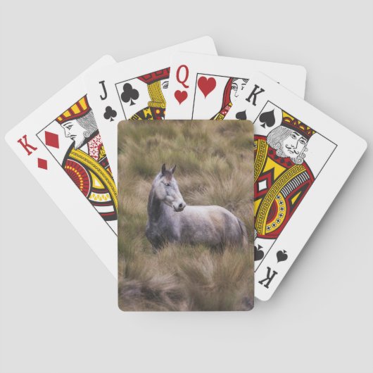 Mooie grijze paard pokerkaarten (Achterkant)