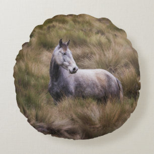 Mooie grijze paard rond kussen