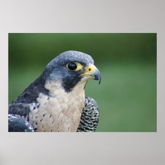 Mooie grijze Pelegrine Falcon Poster (Voorkant)