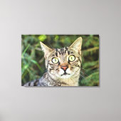 Mooie, grijze tafeltje met groene ogen dicht bij d canvas afdruk (Voorkant)