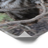 Mooie grijze uil poster (Hoek)