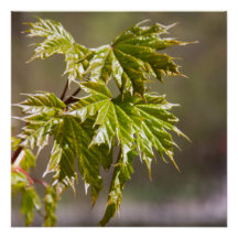Mooie groene esdoorntak met kleine blaadjes