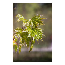 Mooie groene esdoorntak met kleine bladeren