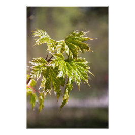 Mooie groene esdoorntak met kleine bladeren  foto afdruk