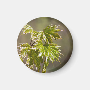 Mooie groene esdoorntak met kleine bladeren magneet