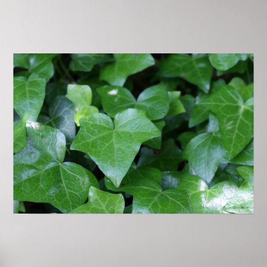 Mooie groene Ivy print (Voorkant)