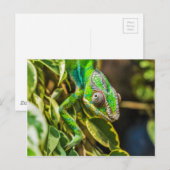 Mooie groene kameleon briefkaart (Voorkant / Achterkant)