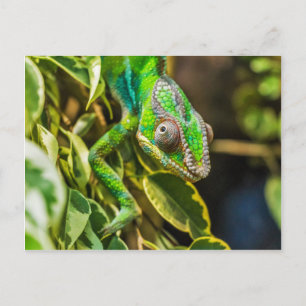 Mooie groene kameleon briefkaart