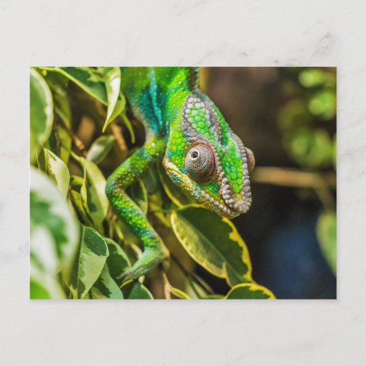 Mooie groene kameleon briefkaart (Voorkant)
