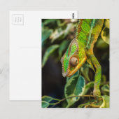 Mooie groene kameleon briefkaart (Voorkant / Achterkant)