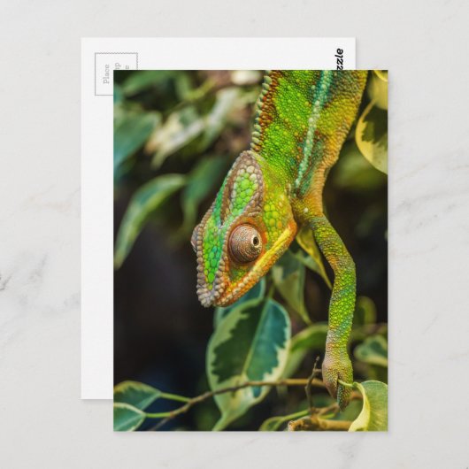 Mooie groene kameleon briefkaart (Voorkant / Achterkant)