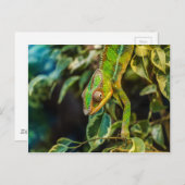 Mooie groene kameleon briefkaart (Voorkant / Achterkant)